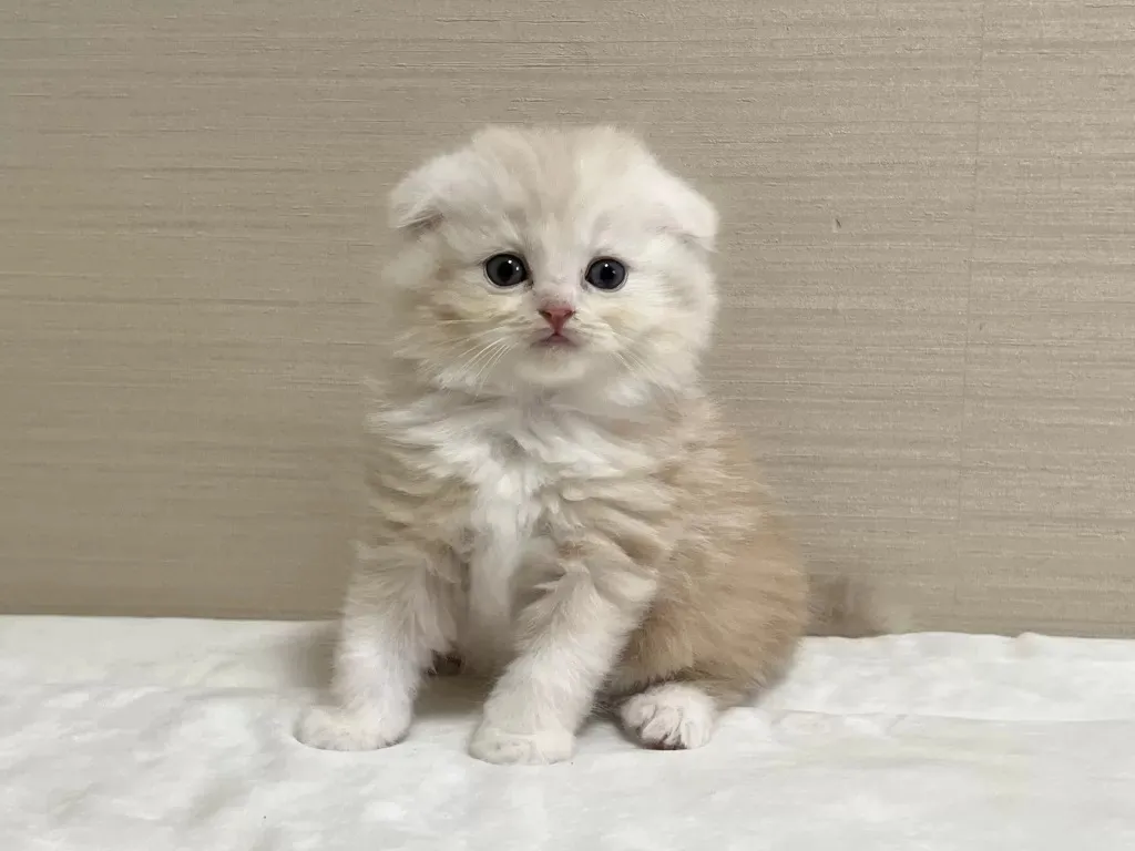 サムネイル画像の表示テスト5